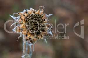 Closeup of deflorate, withered sunflower.