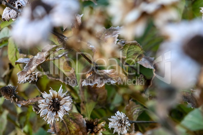 Withered frost flowers as background.