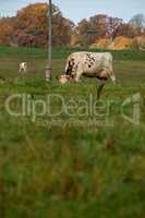 Cow in meadow in summer season.