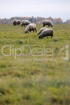 Sheep herd on meadow in summer season.