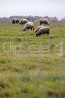 Sheep herd on meadow in summer season.