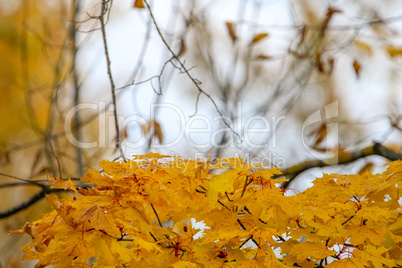 Maple branch in autumn as background.