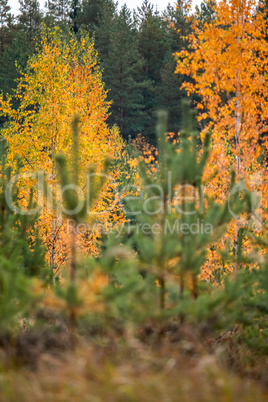 Autumn scene in forest with colorful autumn trees.