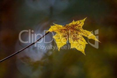 Yellow maple leaf in autumn as background.