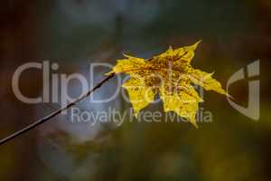 Yellow maple leaf in autumn as background.