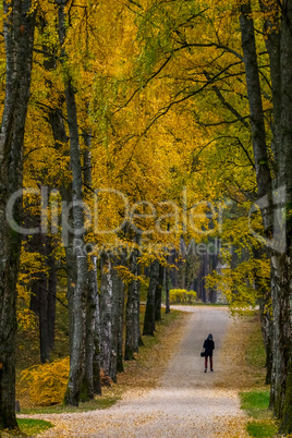 Alley of birches in sunny autumn day.