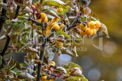 Branch with yellow Paradise apples in autumn day.