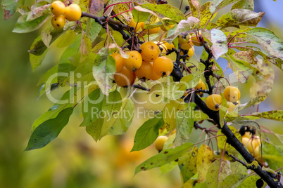 Branch with yellow Paradise apples in autumn day.