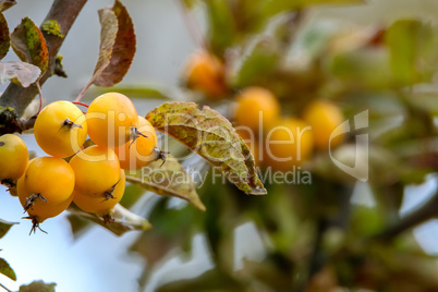 Branch with yellow Paradise apples in autumn day.