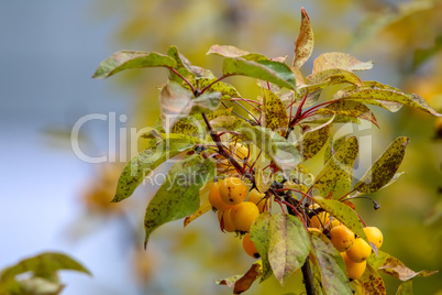 Branch with yellow Paradise apples in autumn day.