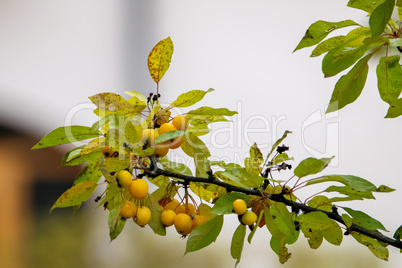 Branch with yellow Paradise apples in autumn day.