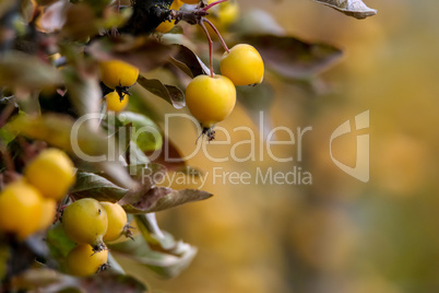 Branch with yellow Paradise apples in autumn day.