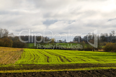 Treated field and blue sky