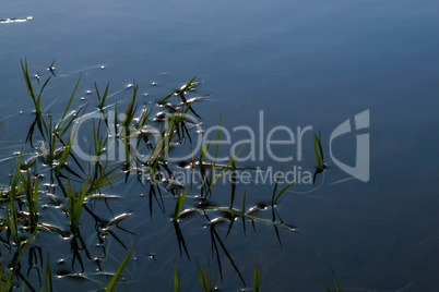 Green grass on river surface as background.