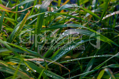 Closeup of grass with rain drops as background.