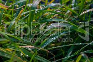 Closeup of grass with rain drops as background.