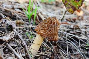 Nice specimen of spring Verpa bohemica mushroom
