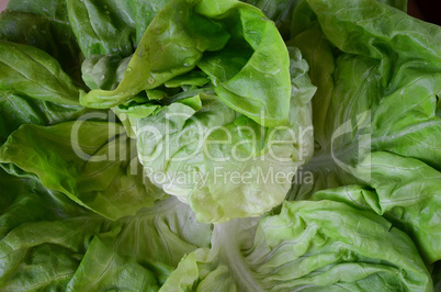 Close up view of head of fresh lettuce