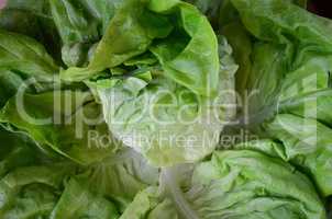 Close up view of head of fresh lettuce