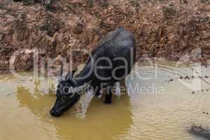 Wild buffaloes in the waters of the Mekong in Cambodia, Asia