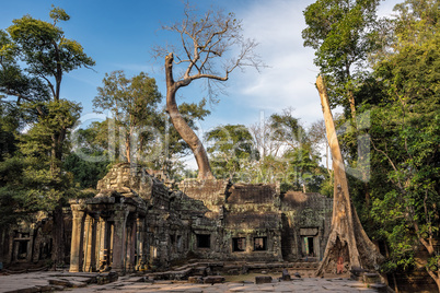 The ancient temple of Ta Prohm , Angkor , Cambodia