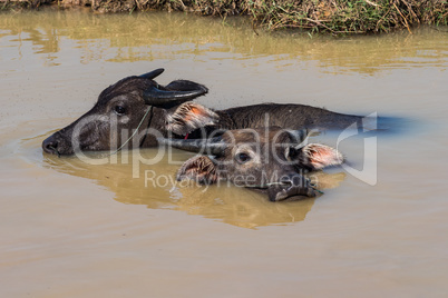 Wild buffaloes in the waters of the Mekong near the Cambodian border