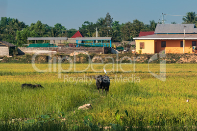 Beautiful Countryside trip in tropical rural district, Siem Reap, Cambodia