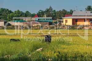 Beautiful Countryside trip in tropical rural district, Siem Reap, Cambodia