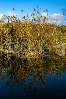 Autumn landscape with yellow grass and river. Reflection in rive