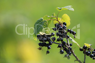 Blackcurrant on bush as background.