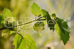 Green physalis on branch as background.
