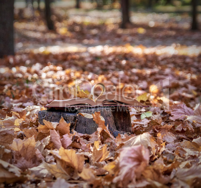 open book on a stump in the middle of an autumn park