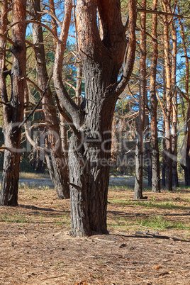 Burnt pine trunks in the forest