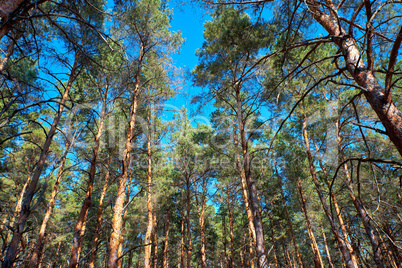 tall pines and their crowns against the blue sky