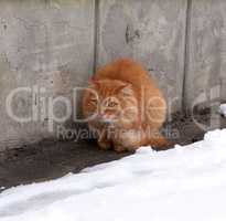 red fluffy cat sits and freezes in the middle of the snow