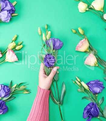 female hand in a pink sweater holding a branch of a flower Eusto