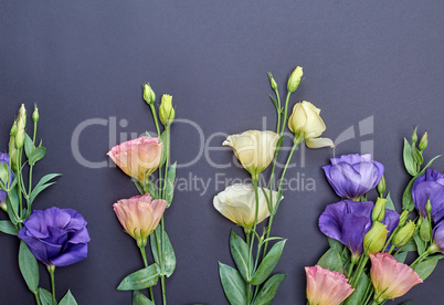 fresh blooming flowers Eustoma Lisianthus