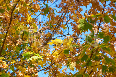 Maple branches with yellow and green leaves