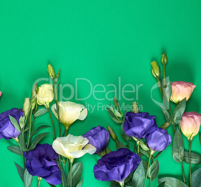 fresh blooming flowers Eustoma Lisianthus