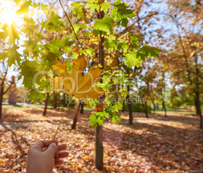 dry yellow leaf of maple in female hand