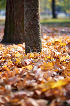 autumn city park with trees and dry yellow leaves