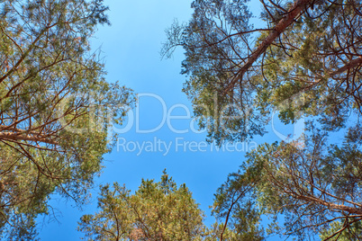 tall pines and their crowns against the blue sky