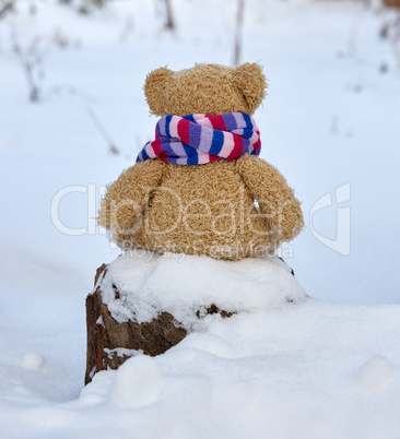 brown teddy bear in a bright scarf sits in the middle of white s