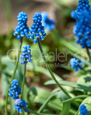 blue flower muscari flower or a mouse hyacinth