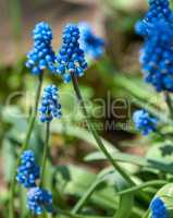 blue flower muscari flower or a mouse hyacinth