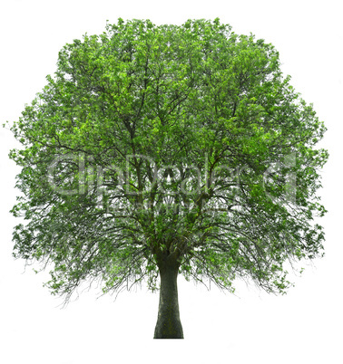 tree isolated over white