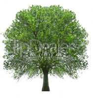 tree isolated over white