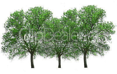 tree isolated over white