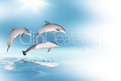 dolphins and blue sky