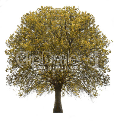 tree isolated over white